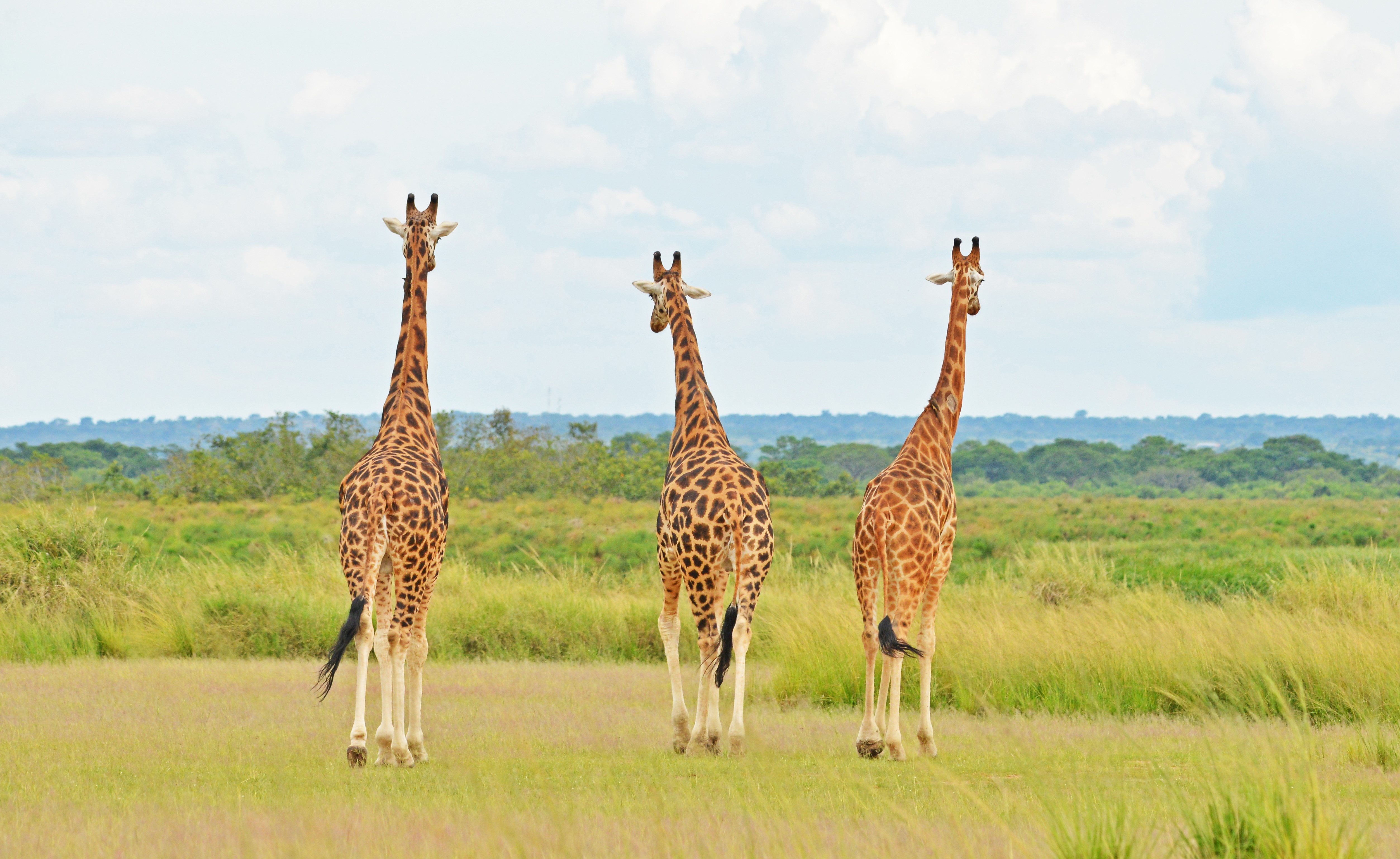 Queen Elizabeth National Park